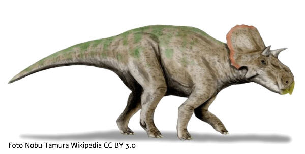 Avaceratops