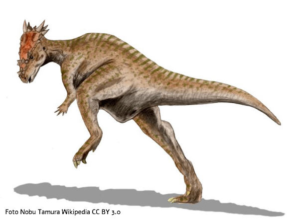 Dracorex